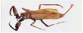 Scorpion Pestera Movile - http://bacterianeurons.blogspot.com/