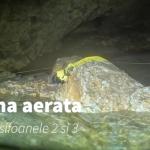 Zona aerata intre Sifonul 2si Sifonul 3 - Peștera de la Contu - Autor: Cristi Mitrofan 